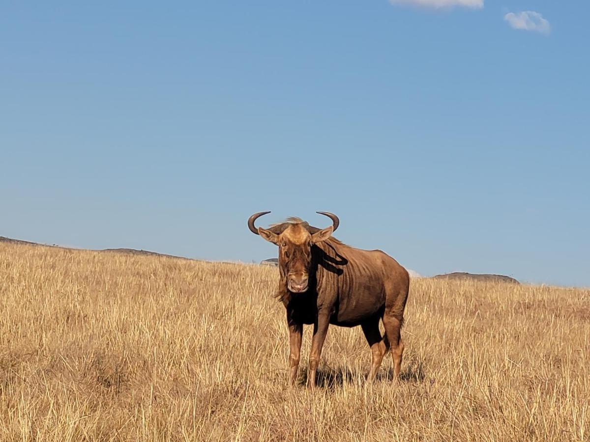 Buffalo Hills Private Game Reserve Harrismith Zewnętrze zdjęcie